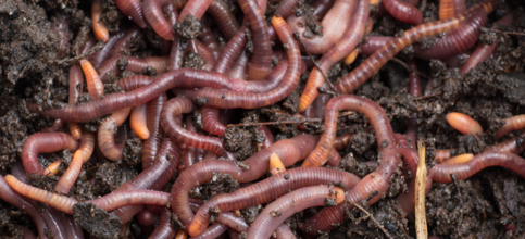 Waste Alchemy, Opening a Can of Worms? Waste Alchemy, Opening a Can of Worms?