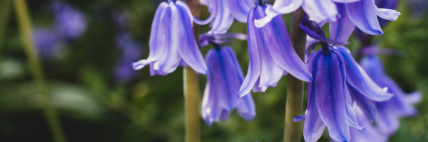 Hertfordshire Pension Fund partners with Osmosis Hertfordshire Pension Fund partners with Osmosis
